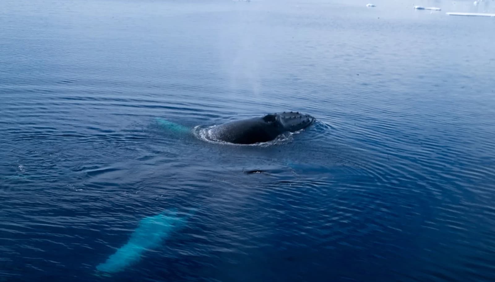 Cover Image for Marineland’s Ultimatum Over 30 Beluga Whales Shocks Canada