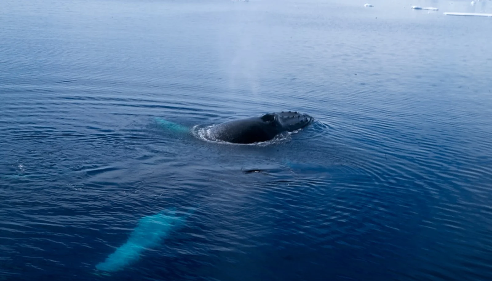 Cover Image for Marineland’s Ultimatum Over 30 Beluga Whales Shocks Canada