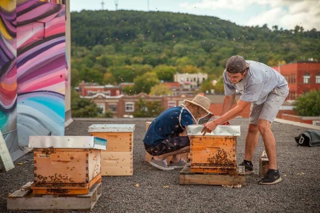 Cover Image for Montreal Urban Beekeeping Initiative 2026 Expands Bees